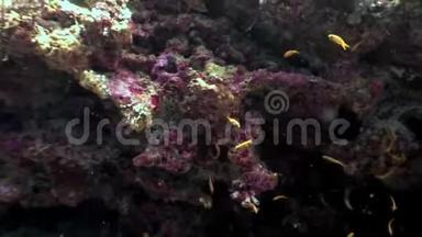 马尔代夫海底神奇海底蝴蝶鱼学校。